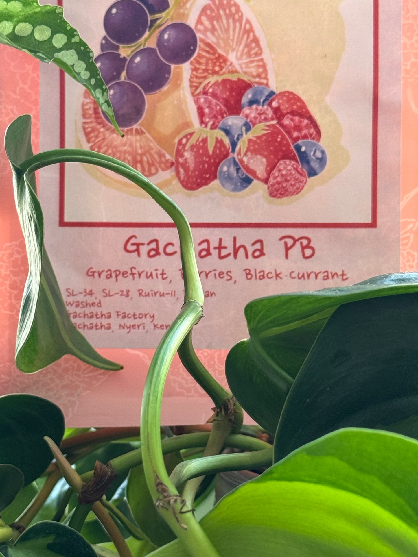 25/02 #5 - Gachatha F.C.S - Hydrangea (Berkeley, CA)