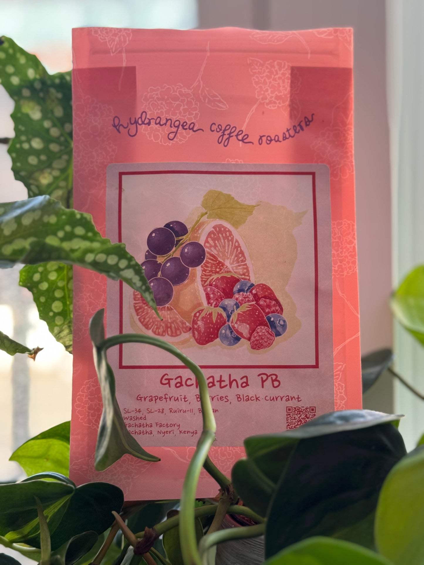 25/02 #5 - Gachatha F.C.S - Hydrangea (Berkeley, CA)