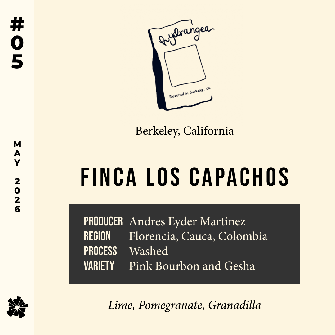 26/05 #05 Finca Los Capachos - Hydrangea